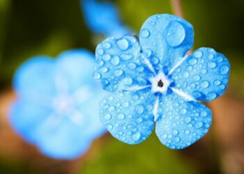 Pourquoi y A-t-il peu de fleurs bleues ?