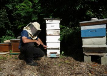 Puis-je installer une ruche dans mon jardin ?