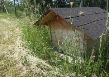Puis-je mettre une ruche dans mon jardin ?