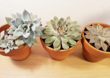 Quand Doit-on arroser des succulentes ?
