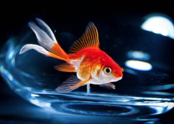 Quand Faut-il changer l'eau du poisson rouge ?