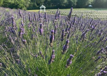 Quand Faut-il couper la lavande pour en faire des sachets ?