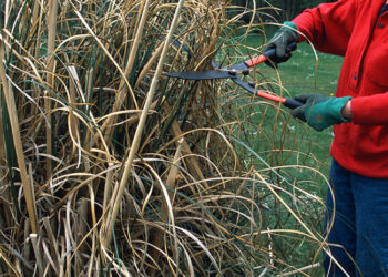 Quand Faut-il tailler les pampas ?