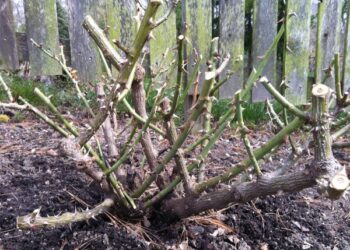 Quand Peut-on couper les branches d'un noyer ?