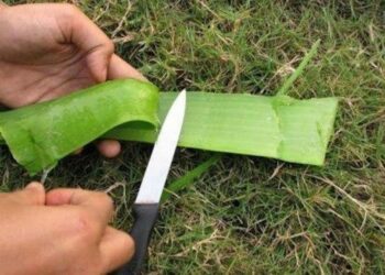 Quand Peut-on couper une branche d'aloe vera ?