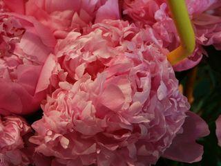 Quand acheter des pivoines chez le fleuriste ?