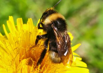 Quand apparaissent les bourdons ?