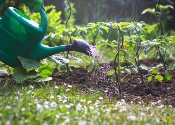 Quand arroser Senecio ?
