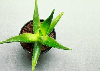 Quand arroser un aloe vera ?