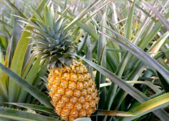 Quand arroser un ananas ?