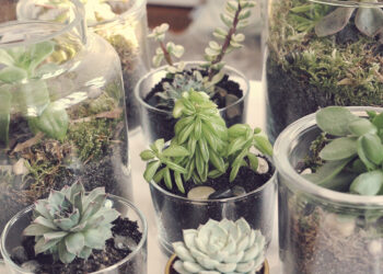 Quand arroser un terrarium ?