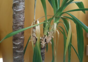 Quand arroser un yucca ?