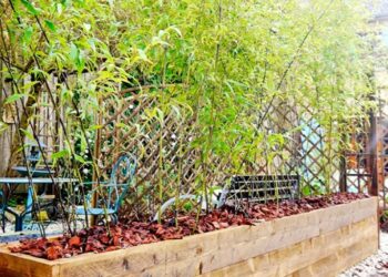 Quand changer de pot un bambou ?