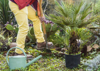 Quand changer de pot un palmier ?