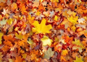 Quand commence les soldes d'automne ?