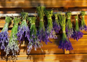 Quand couper la lavande pour la faire sécher ?