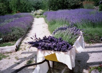 Quand couper la lavande séchée ?