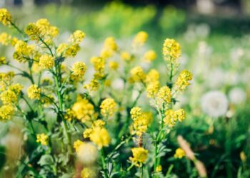 Quand couper la moutarde engrais vert ?