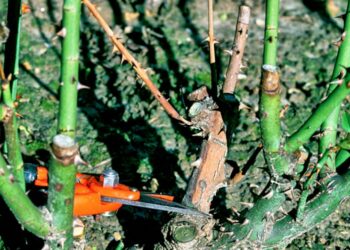 Quand couper les branches d'eucalyptus ?