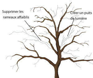 Quand couper les branches du noyer ?