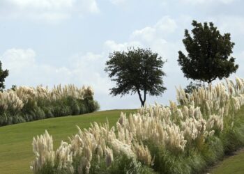 Quand couper les fleurs de Pampa ?