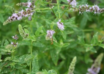 Quand couper les fleurs de menthe ?