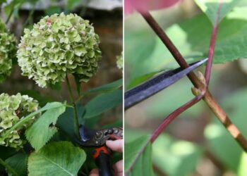 Quand couper les fleurs d'hortensia pour les faire sécher ?