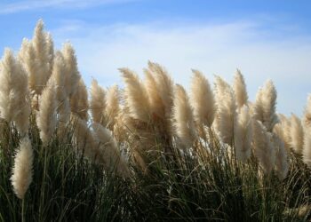Quand cueillir herbe de la pampa ?