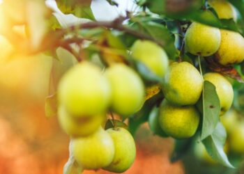 Quand cueillir les Pampas ?