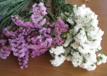 Quand cueillir les fleurs pour les faire sécher ?