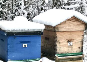 Quand déplacer les ruches en hiver ?