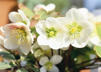 Quand déplacer une rose de Noël ?