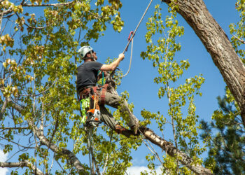 Quand élaguer le noyer ?