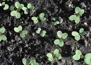 Quand enterrer la moutarde ?