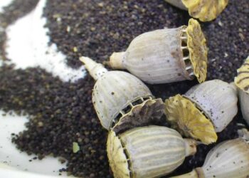 Quand et comment planter des graines de pavots ?