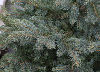 Quand et comment planter un sapin Nordmann ?