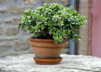Quand et comment rempoter un crassula ?