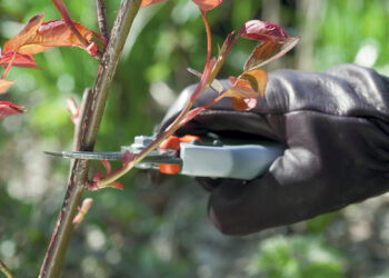 Quand et comment tailler une gaura ?