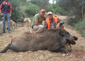 Quand ferme la chasse au sanglier ?