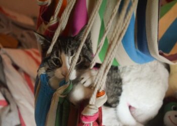 Quand fleurissent les chatons ?