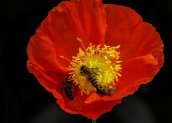 Quand fleurissent les coquelicots ?