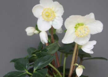 Quand fleurit la rose de Noël ?
