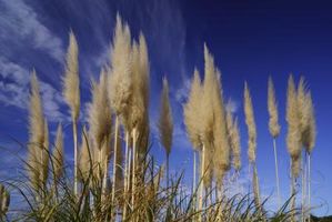 Quand laquer les pampas ?
