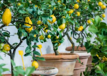 Quand le citronnier perd ses feuilles ?