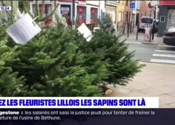 Quand les sapins sont en vente ?