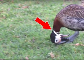 Quand manger un canard ?