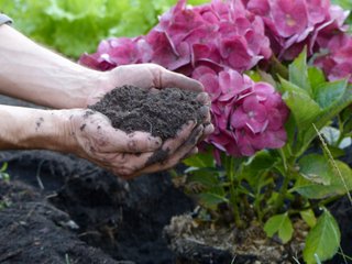 Quand mettre de la terre de bruyère aux hortensias ?