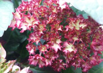 Quand mettre de l'engrais pour les hortensias ?