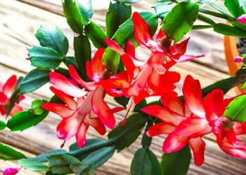 Quand mettre ses cactus dehors ?
