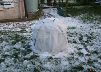 Quand mettre un voile d'hivernage sur un citronnier ?